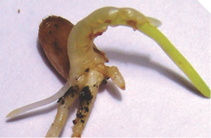 Питиозная корневая гниль