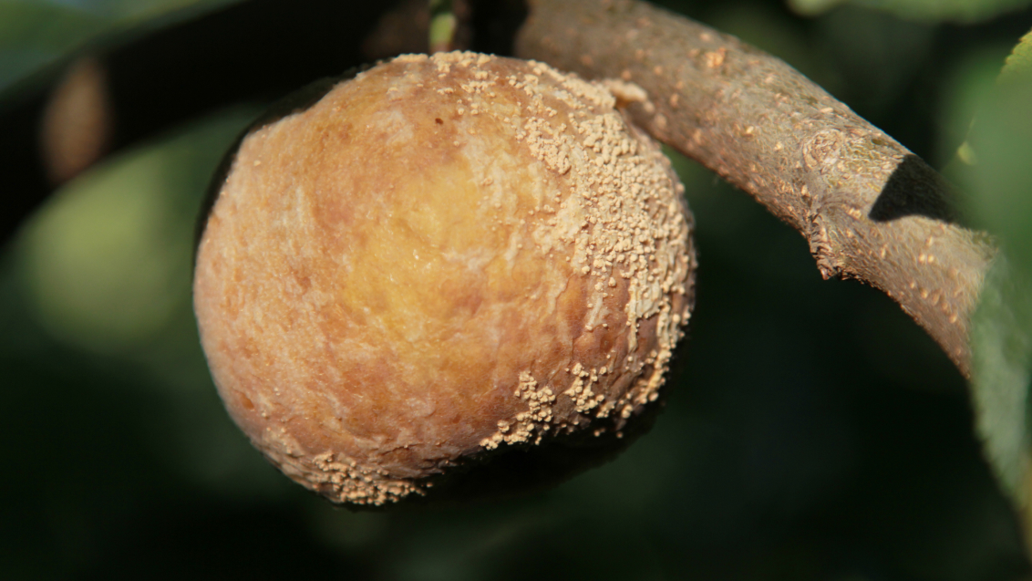 Монолиоз или плодовая гниль