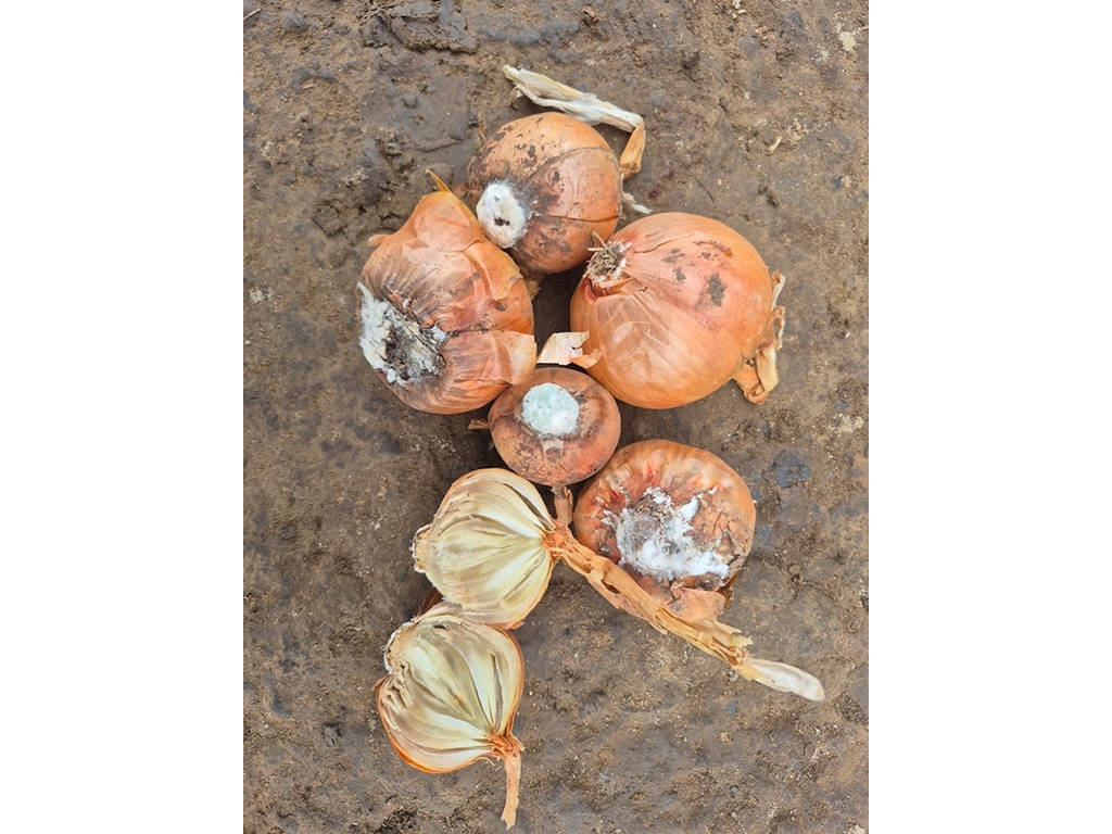 Ложная мучнистая роса,  или пероноспороз лука