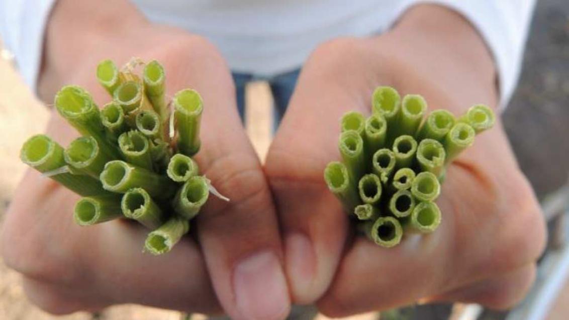 МОДДУС®: Вопросы и ответы