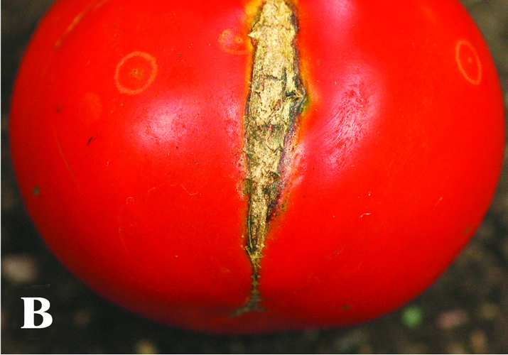 Огуречная мозаика