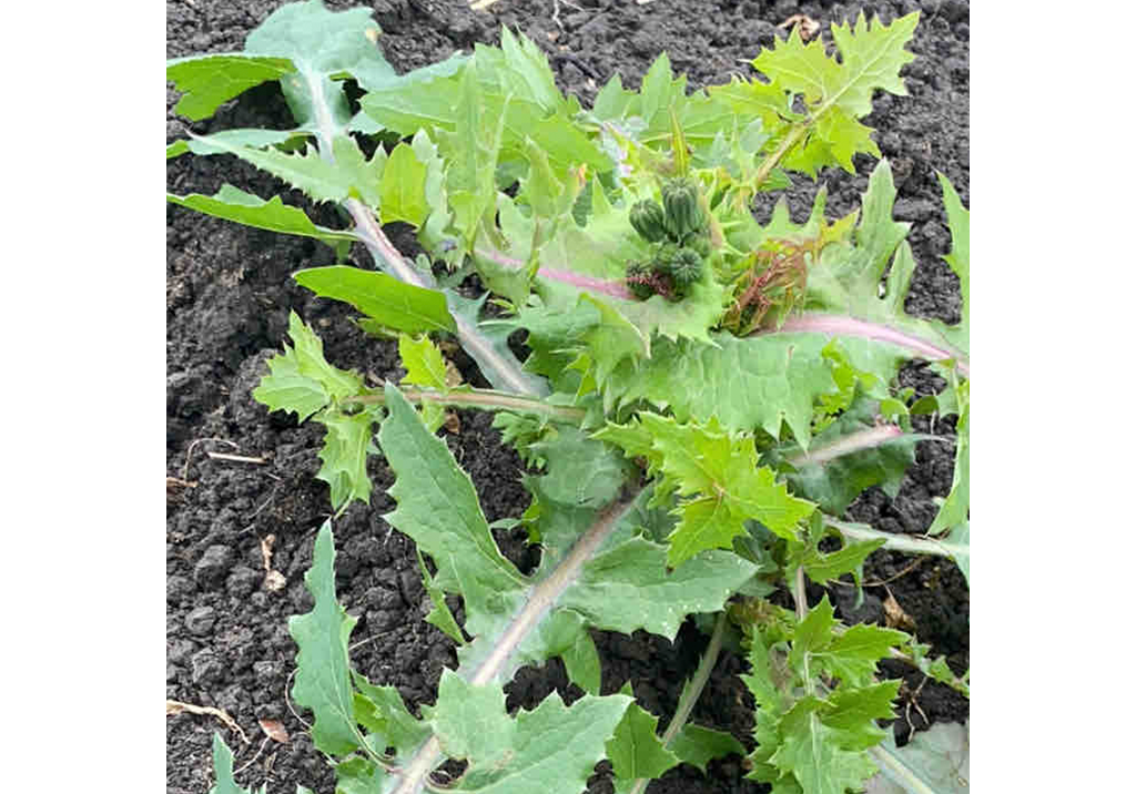 Осот огородный