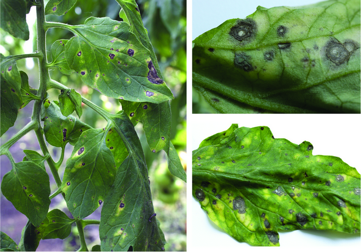 Серая пятнистость листьев