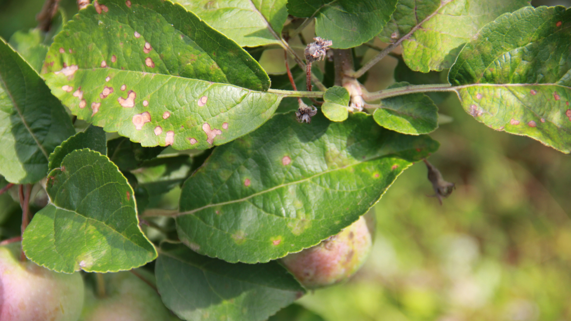 Филлостиктоз (бурая пятнистость листьев яблони)