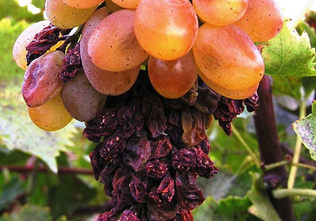 Белая гниль винограда (болезнь градобития)