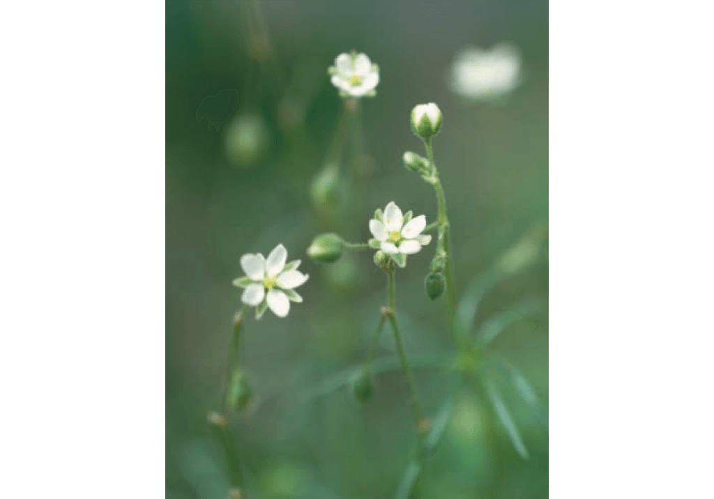 Торица полевая