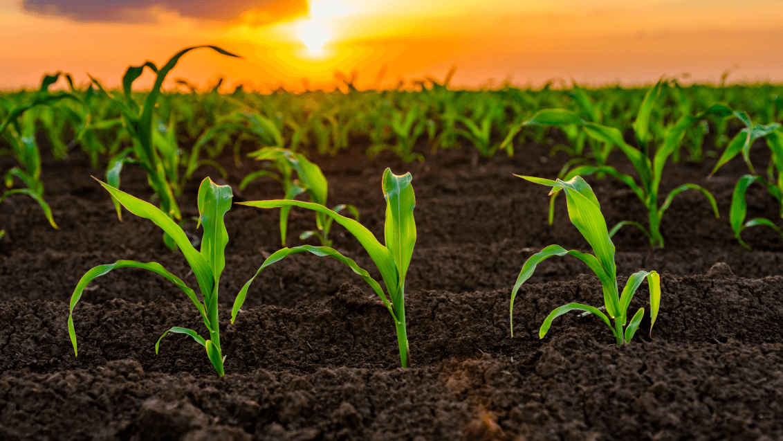 Выбор послевсходового гербицида для кукурузы