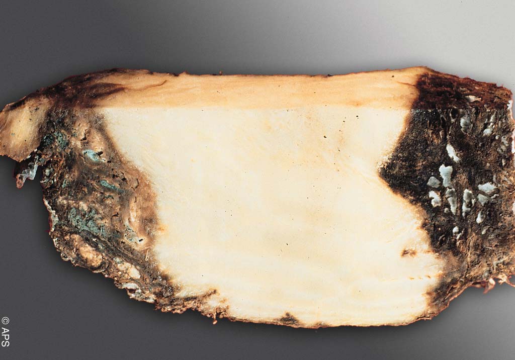 Фомоз сахарной свеклы (сухая гниль)