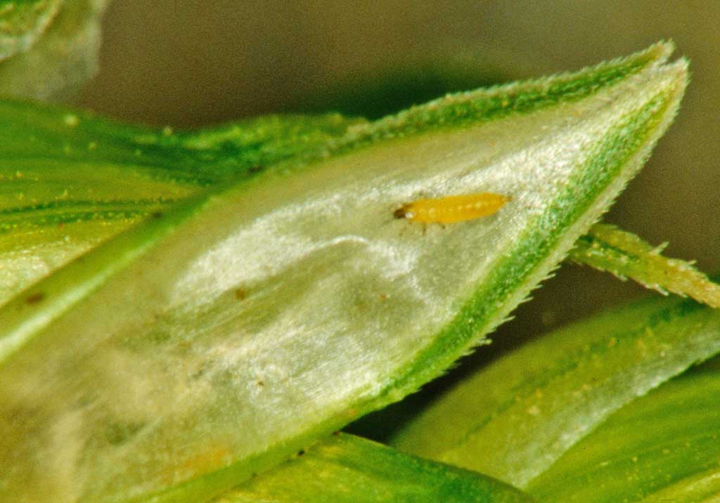 Желтая злаковая галлица