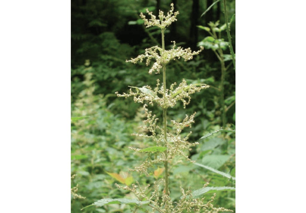 Крапива двудомная