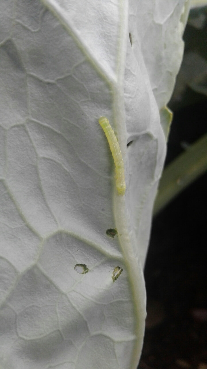 Листогрызущие совки