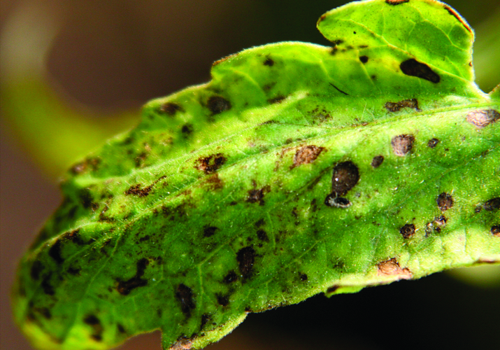 Y-вирус картофеля на томате