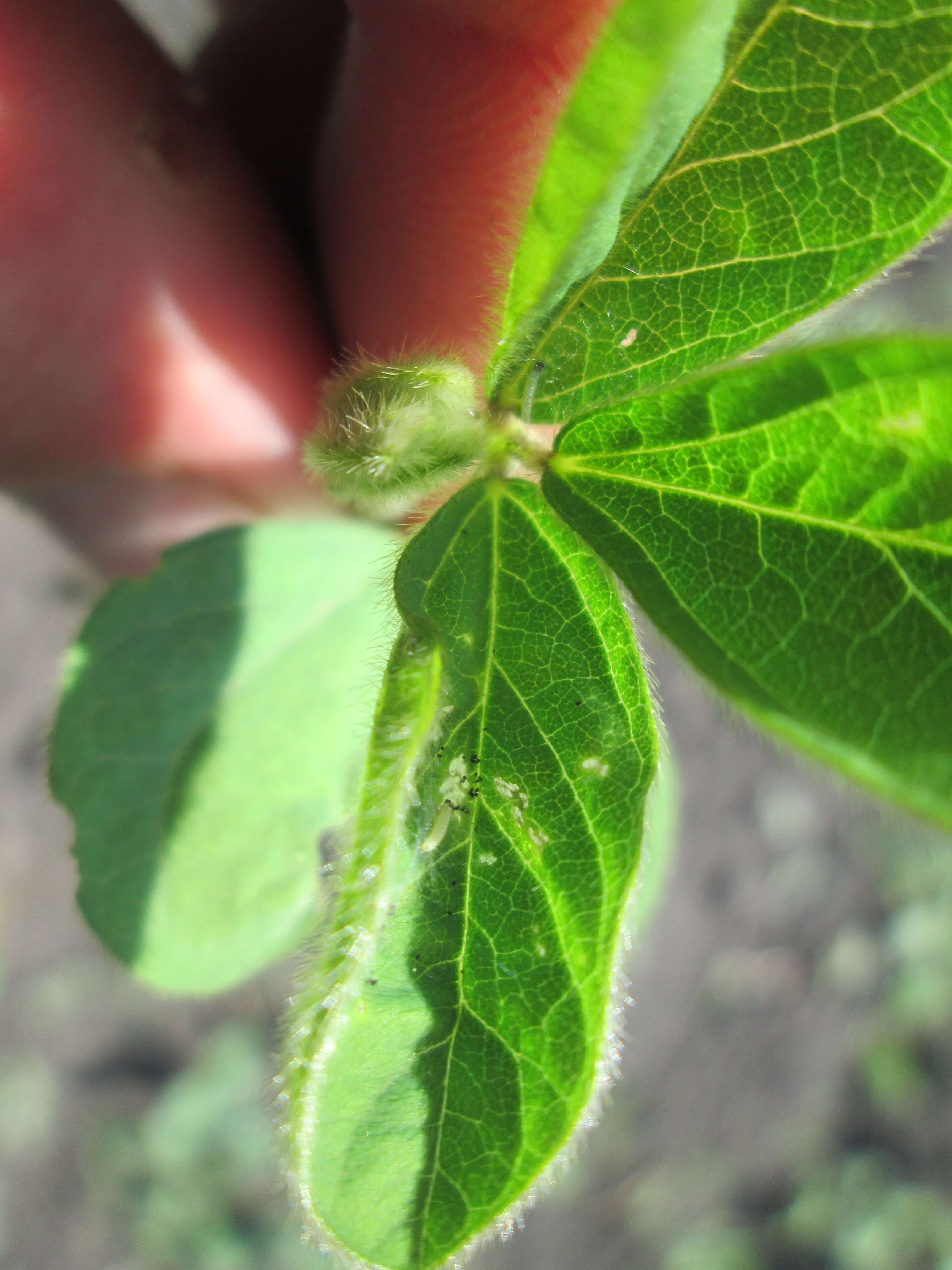 Луговой мотылек