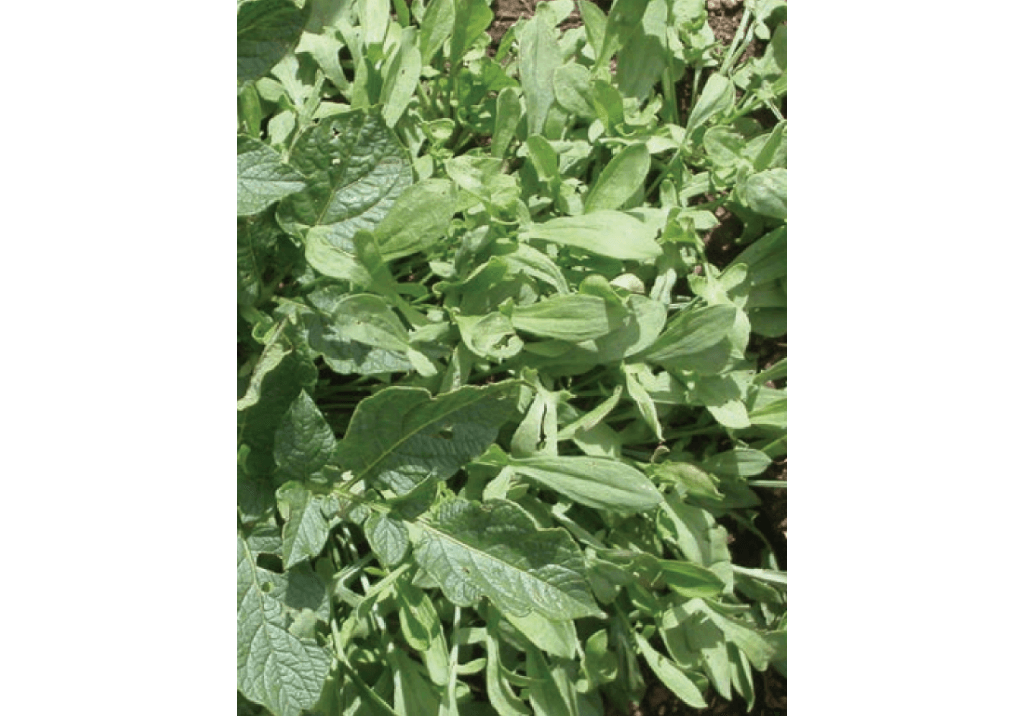 Щавель воробьиный / Щавелек