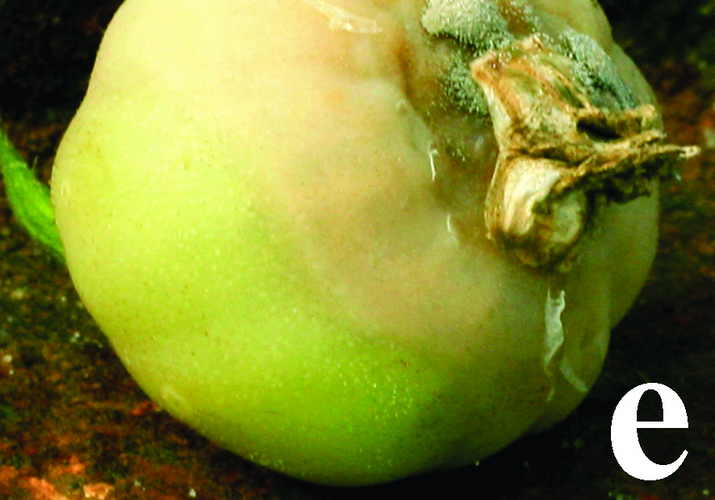 Серая гниль томата