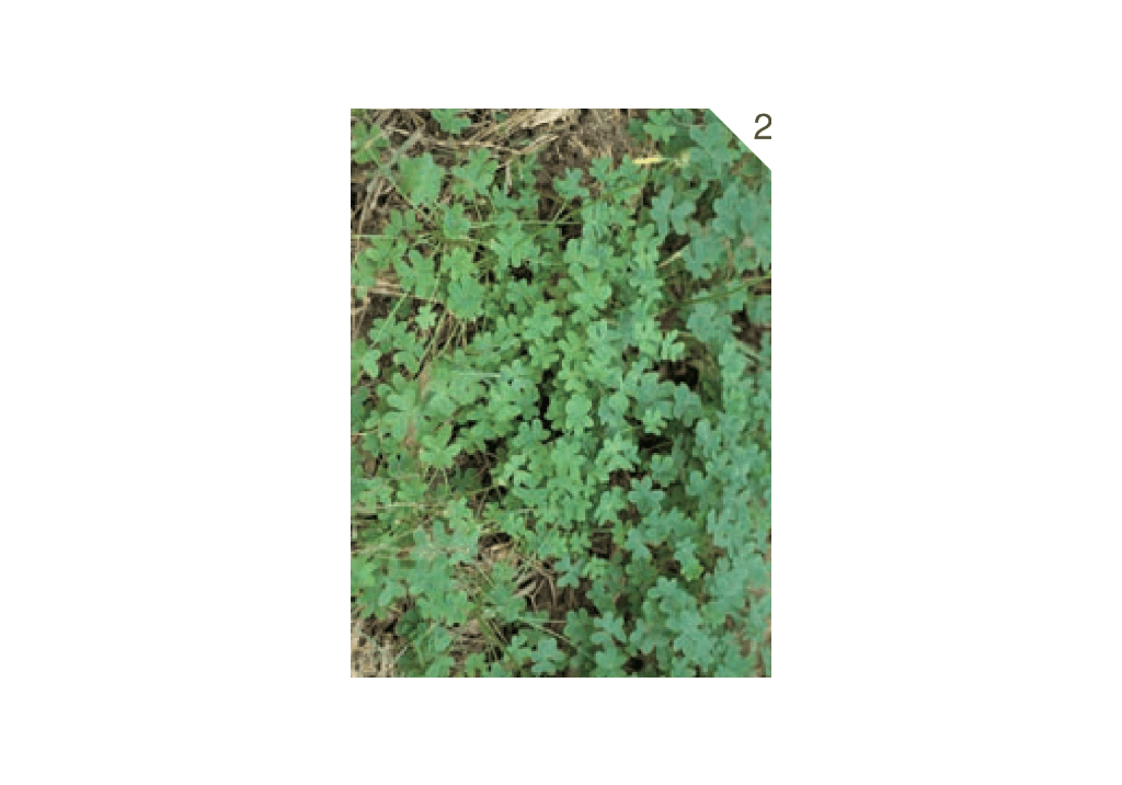 Кислица козья