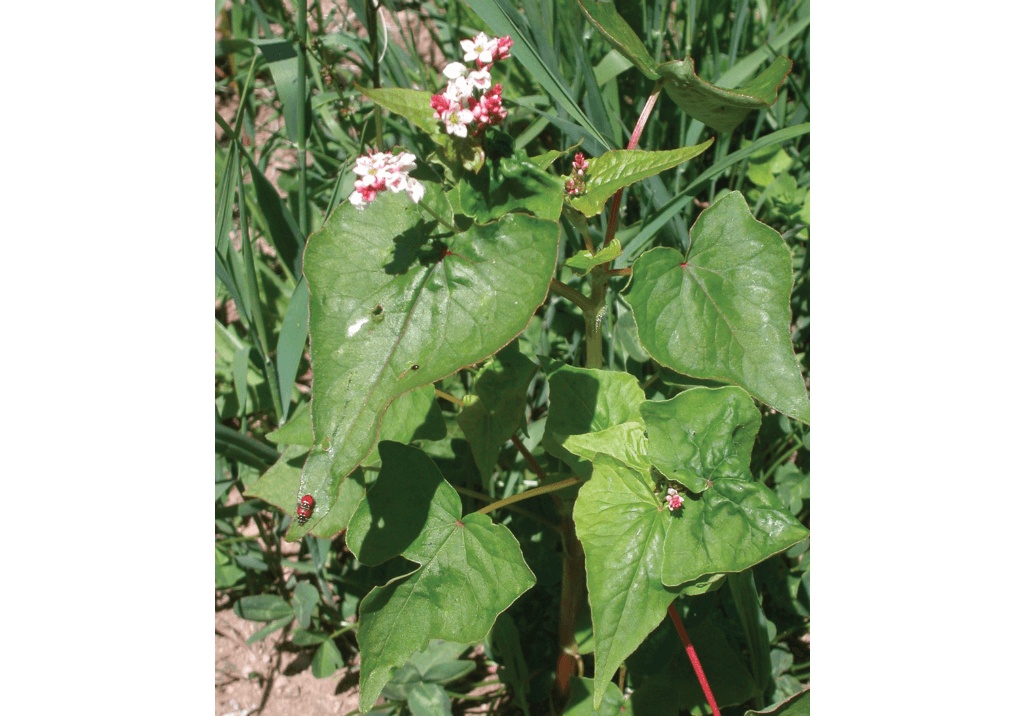 Гречиха татарская