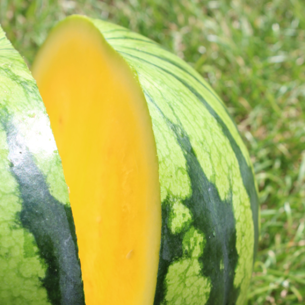 ЕЛЛОУ БАЙТ F1