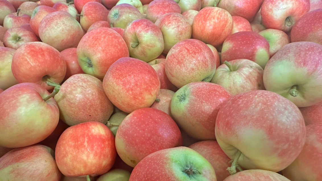 Как снизить потери яблок при хранении и заработать на этом