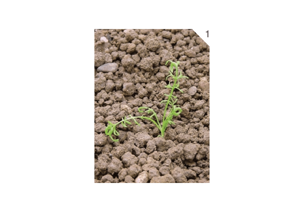 Ромашка продырявленная