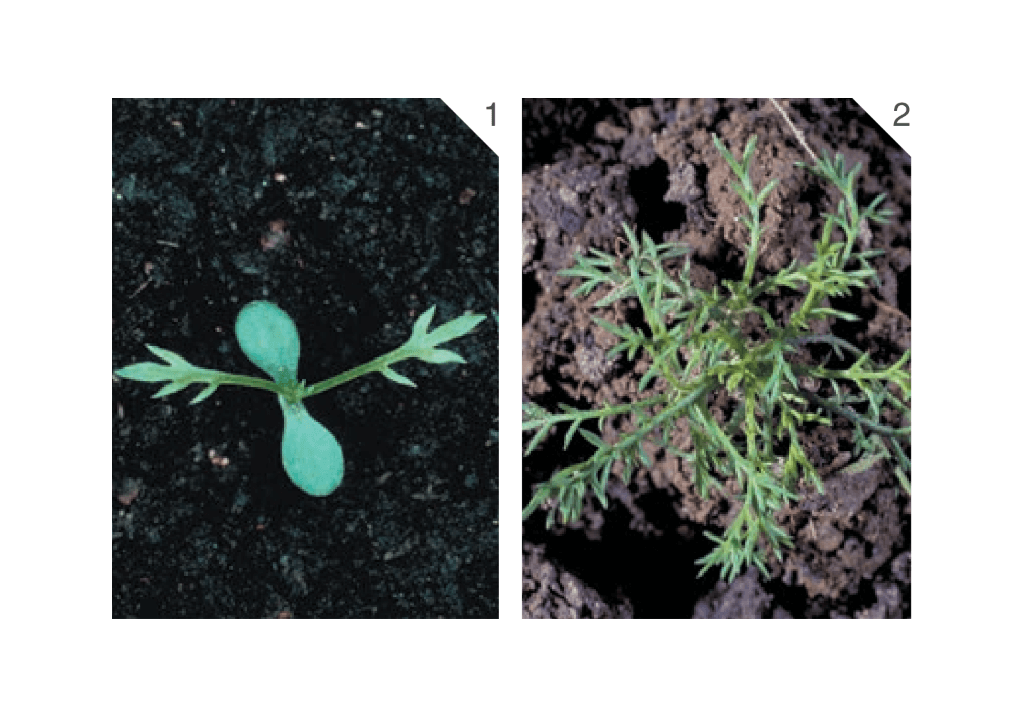 Ромашка лекарственная