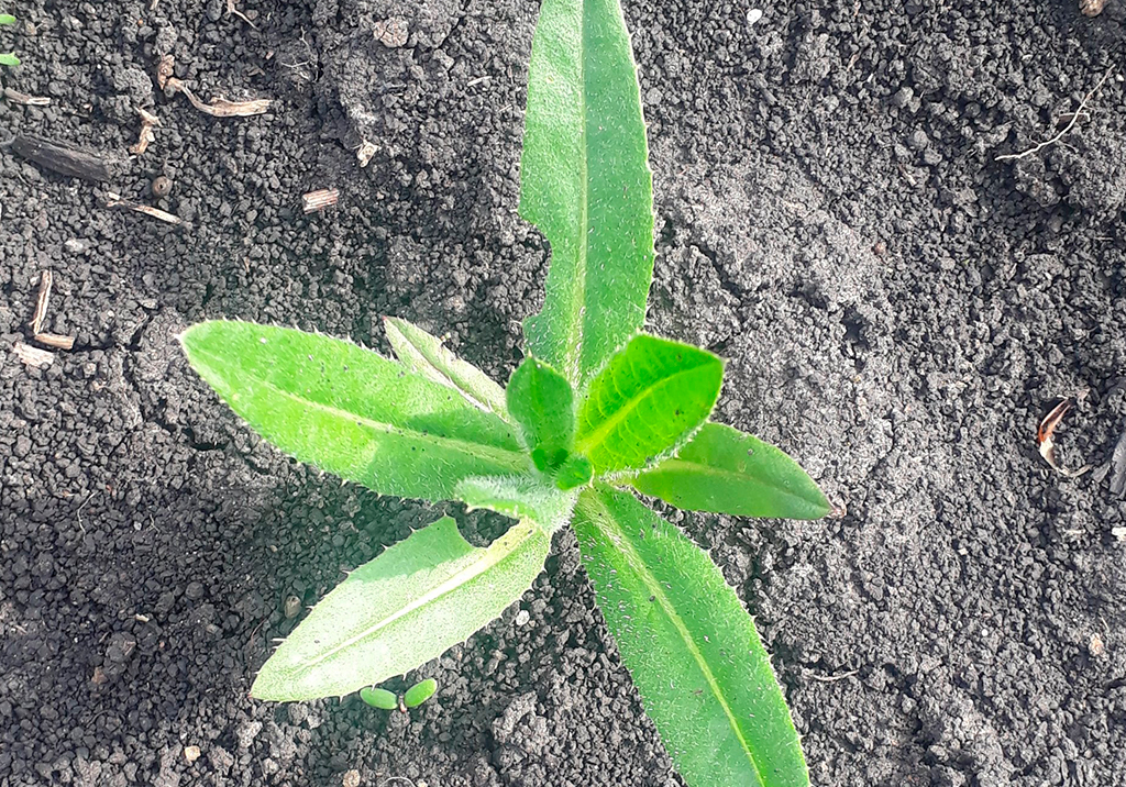 Бодяк полевой