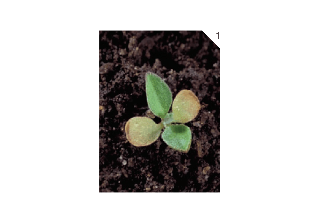 Сердечница крупковидная / Клоповник крупковидный