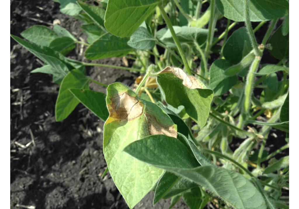 Бактериальный ожог