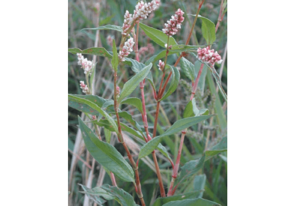 Персикария щавелелистная / Горец щавелелистный