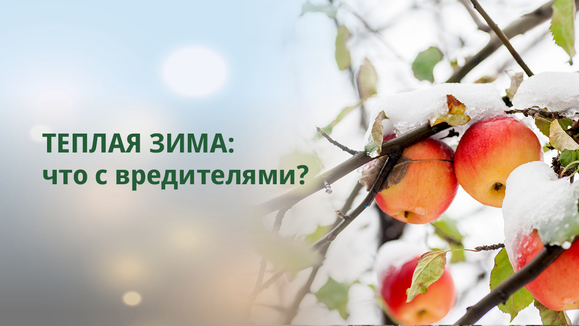 Тёплая зима и вредители сада: чего ожидать?