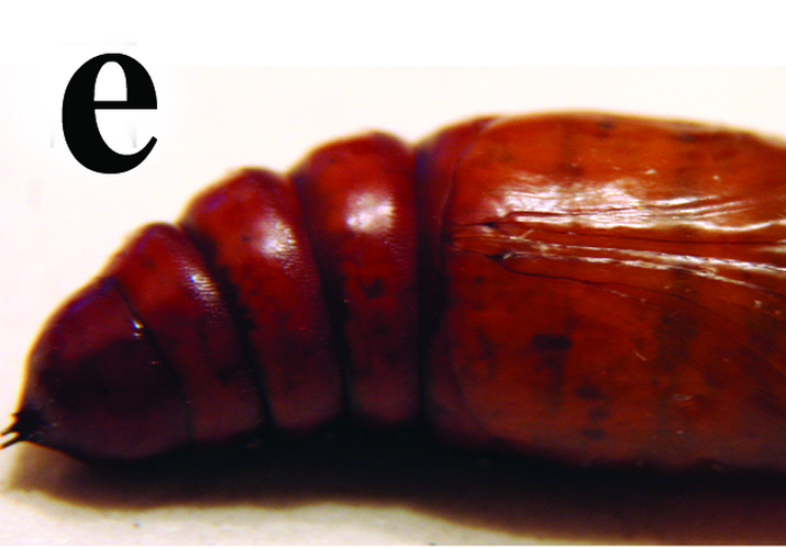 Совка хлопковая