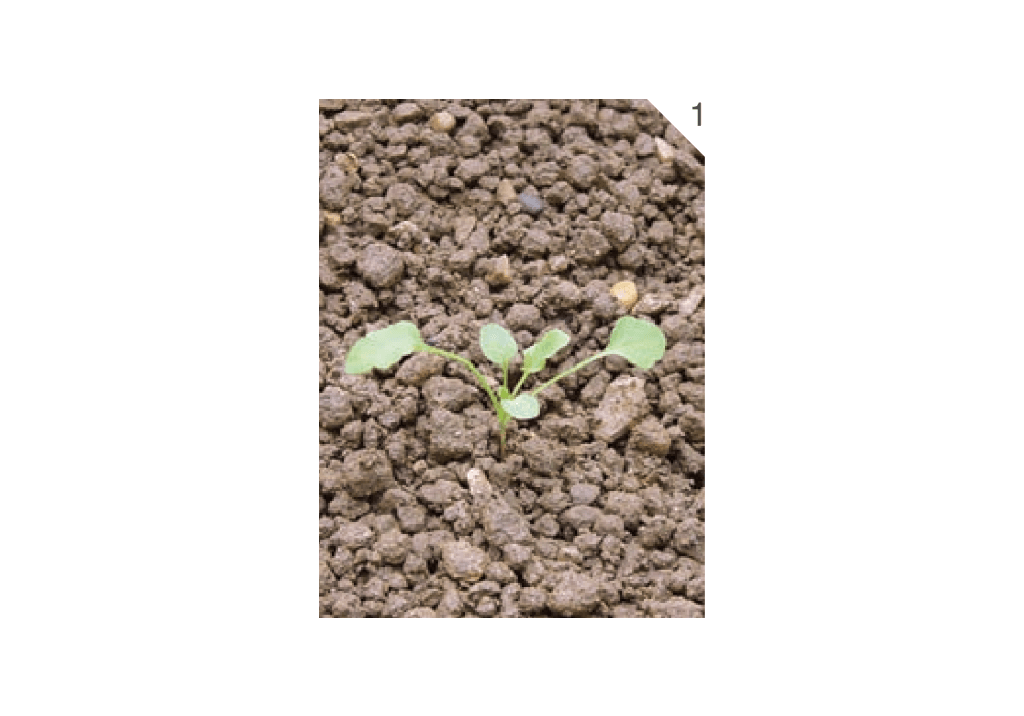 Фиалка трехцветная