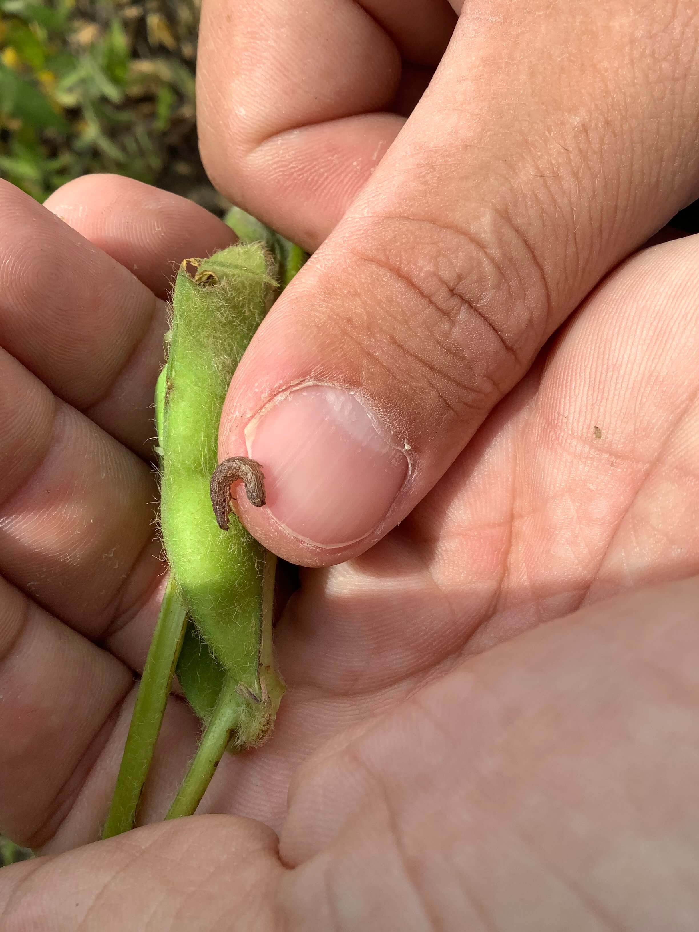 Листогрызущие совки