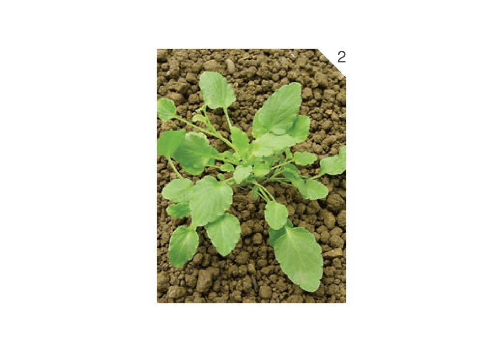 Фиалка трехцветная