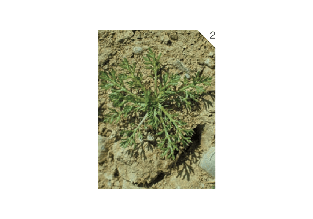 Ромашка пахучая