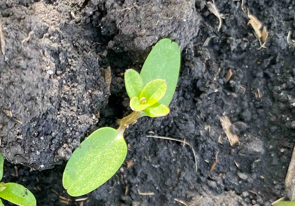 Подмаренник цепкий