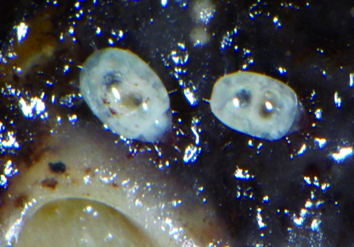 Клещ корневой луковый