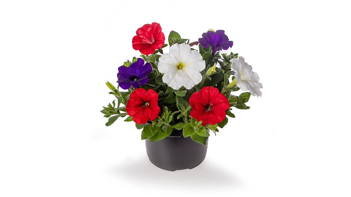 Полуампельные петунии ФотоФиниш  и ФлешФорвард