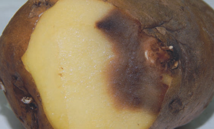 Резиновая гниль