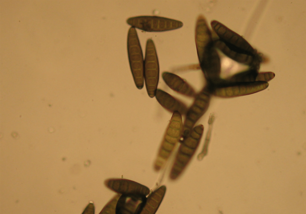 Гельминтоспориоз пшеницы