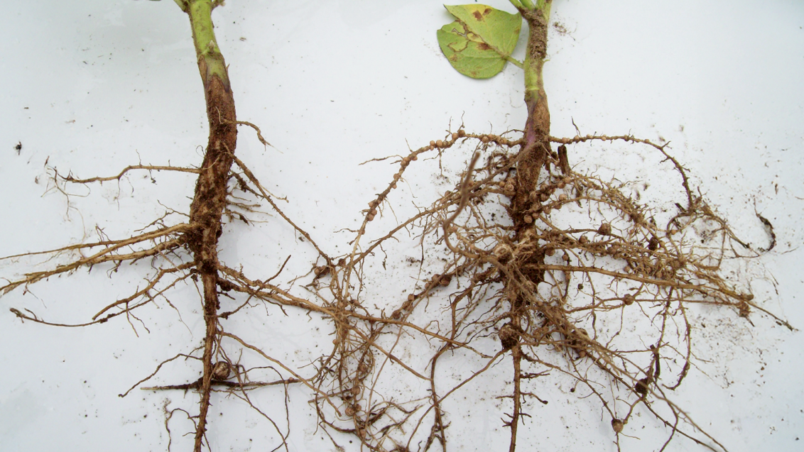 Средства для защиты семян. Влияние на клубеньки