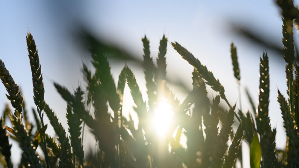 Волжские поля. Волгоград 2024