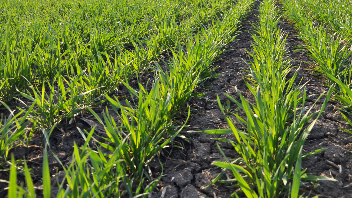 Осмотический стресс зерновых: снижение рисков