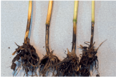 Офиоболезная корневая и прикорневая гниль