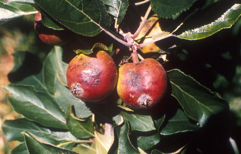 Парша яблони