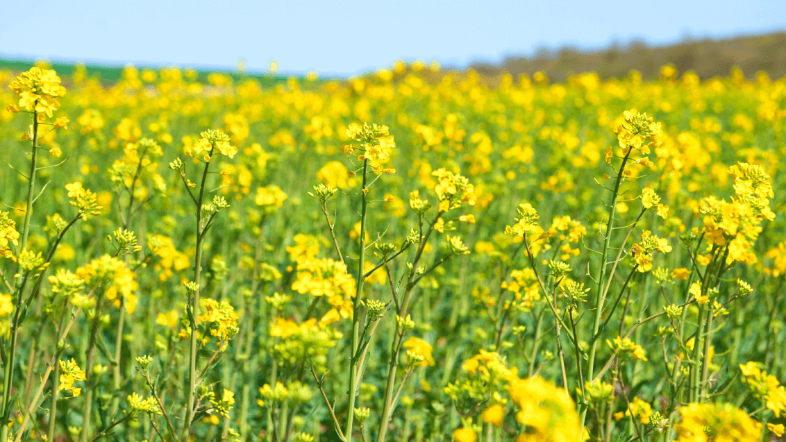 Всё для построения комплексной защиты рапса