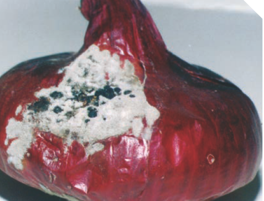 Головчатая плесень лука