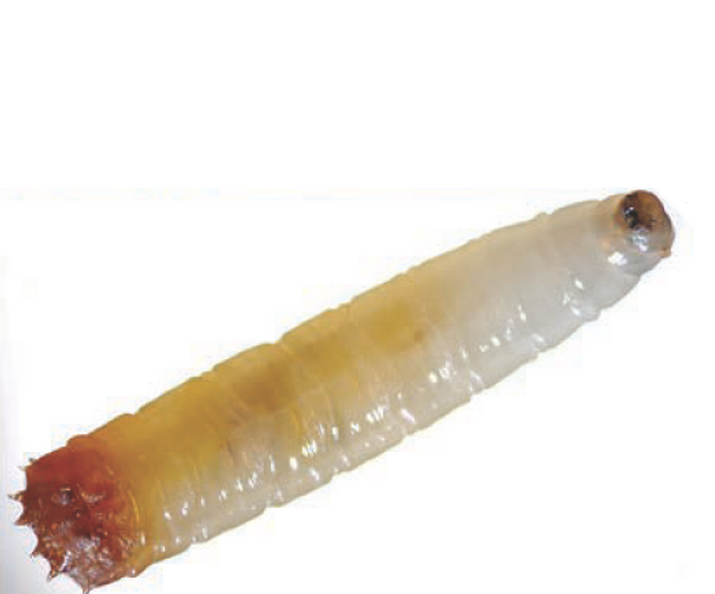 Муха луковая или цветочница луковая