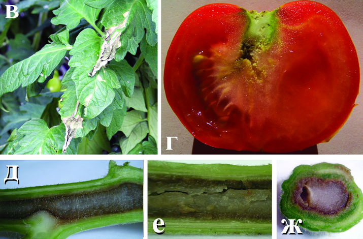 Некроз сердцевины стебля томата