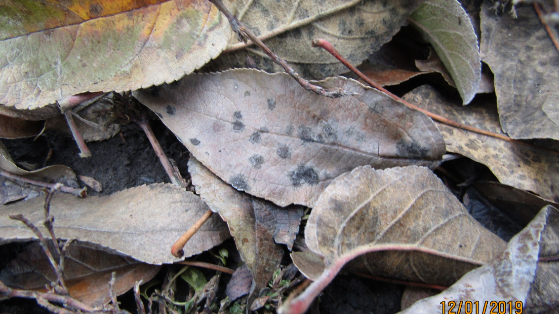 Парша яблони